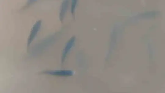 Elazığ Su Ürünleri Araştırma Enstitüsü, Balıklıgöl'de inceleme yaptı
