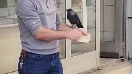 Evcil karga 'ekmeğinin' peşinde: Karnını doyurduktan sonra öpücük atıp gidiyor