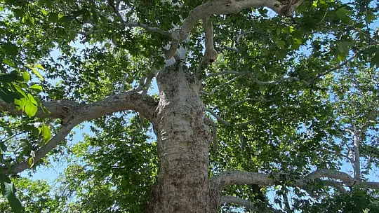 Evliya Çelebi gölgesinde not almıştı, ağırlığını kaldıramayınca güçlendirildi