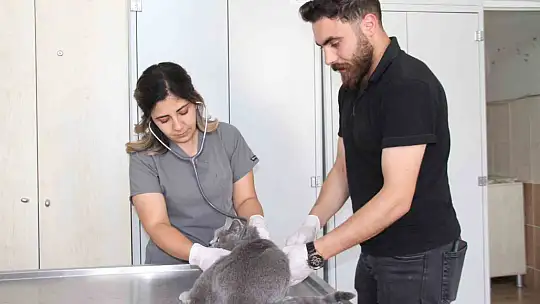 Fırat Üniversitesi Hayvan Hastanesi'nde 5 ayda 3 bin hayvan tedavi edildi