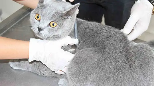 Fırat Üniversitesi Hayvan Hastanesi'nde 5 ayda 3 bin hayvan tedavi edildi