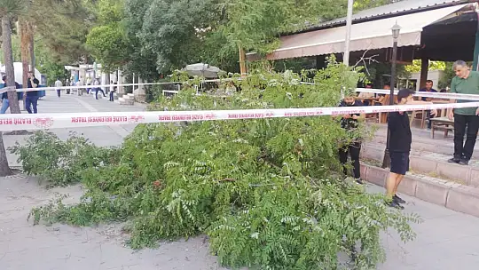 Fırtına ağacı devirdi: 1 yaralı