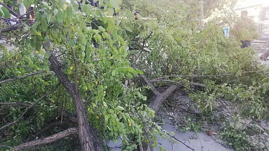 Fırtına ağacı devirdi: 1 yaralı