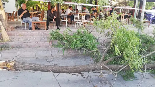 Fırtına ağacı devirdi: 1 yaralı
