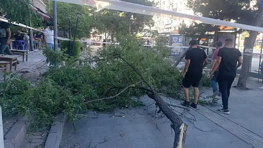 Fırtına ağacı devirdi: 1 yaralı