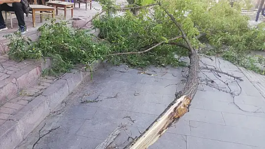 Fırtına ağacı devirdi: 1 yaralı
