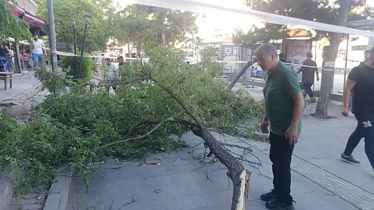 Fırtına ağacı devirdi: 1 yaralı