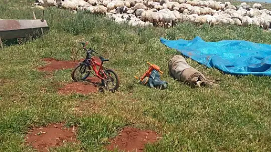 Fırtına ve yağmur 10 koyun telef etti