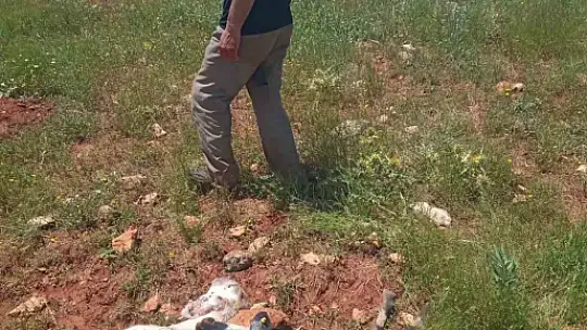 Fırtına ve yağmur 10 koyun telef etti
