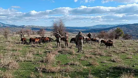 Fırtınada kaybolan koyunlar jandarma tarafından bulundu