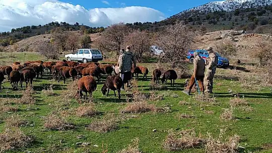 Fırtınada kaybolan koyunlar jandarma tarafından bulundu