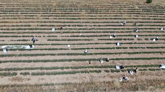 Gelin-görümce sırt sırta verdi, lavanta bahçesi kurdu