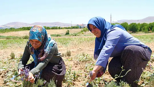 Gelin ve görümce sırt sırta verdi, ektikleri lavanta bahçesinden ilk hasat alındı