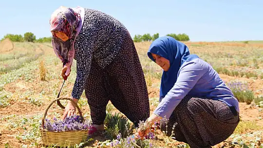 Gelin ve görümce sırt sırta verdi, ektikleri lavanta bahçesinden ilk hasat alındı