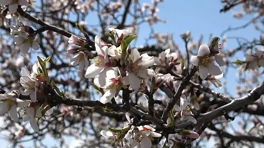Hazar Gölü kıyısında badem ağaçları çiçek açtı, eşsiz manzara havadan görüntülendi