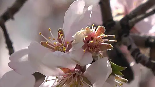 Hazar Gölü kıyısında badem ağaçları çiçek açtı, eşsiz manzara havadan görüntülendi