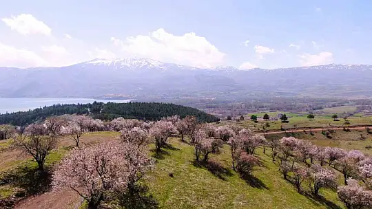 Hazar Gölü kıyısında badem ağaçları çiçek açtı, eşsiz manzara havadan görüntülendi