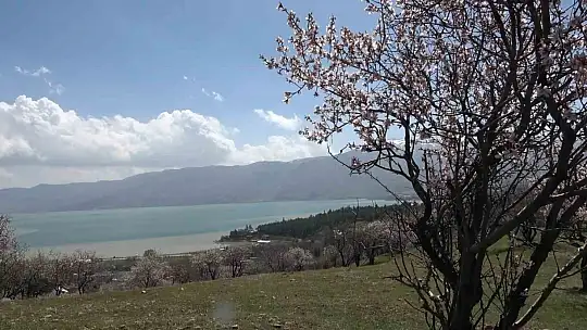 Hazar Gölü kıyısında badem ağaçları çiçek açtı, eşsiz manzara havadan görüntülendi