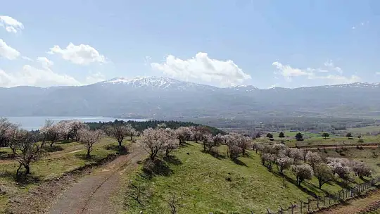 Hazar Gölü kıyısında badem ağaçları çiçek açtı, eşsiz manzara havadan görüntülendi
