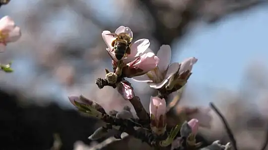 Hazar Gölü kıyısında badem ağaçları çiçek açtı, eşsiz manzara havadan görüntülendi
