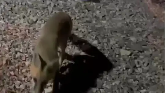Her akşam evinin bahçesine gelen tilkiyi elleriyle besliyor