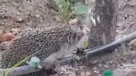 Hortumdan kana kana su içen kirpinin sevimli halleri gülümsetti