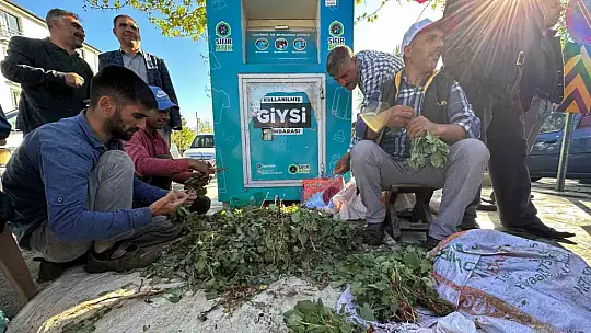 İbn-i Sina'nın önerisi 'kuzu kulağı' her derde deva