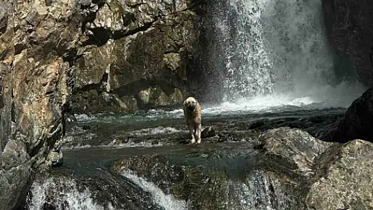 İhbar kendisine geldi, belediye başkanı köpek kurtarma operasyonuna katıldı