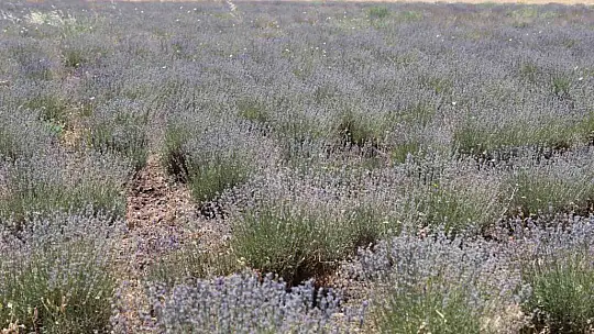 İnternette görüp bir hevesle başladılar, lavanta üreticisi oldular