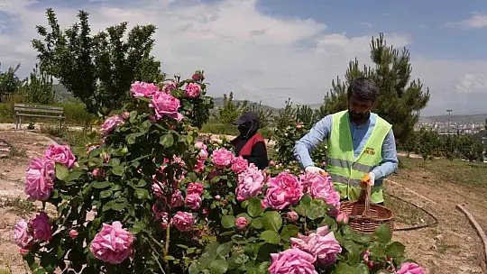 Isparta gülünden 'gül toniği' ürettiler