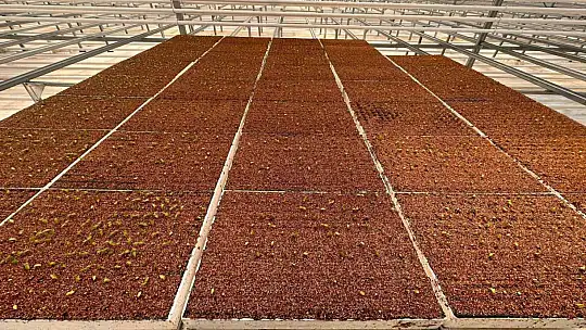 Jeotermal serada 'topraksız tarım' başladı: Yaz kış üretim olacak