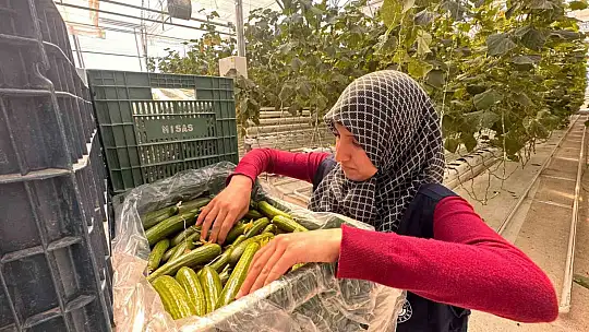 Jeotermal serada 'topraksız tarım' başladı: Yaz kış üretim olacak