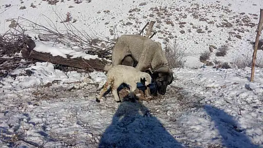 Kangal köpeği kuzunun süt annesi oldu