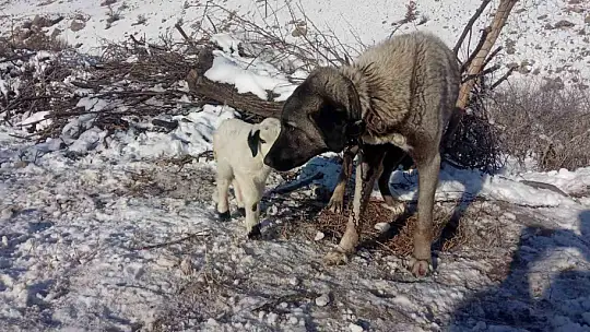 Kangal köpeği kuzunun süt annesi oldu