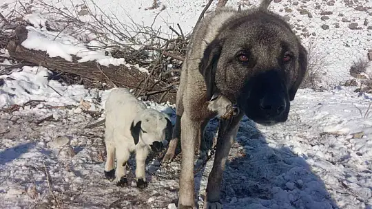 Kangal köpeği kuzunun süt annesi oldu