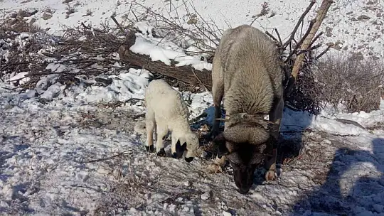 Kangal köpeği kuzunun süt annesi oldu