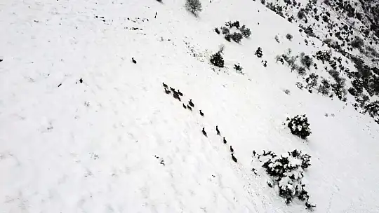 Kar üzerinde yiyecek arayan dağ keçileri dron ile görüntülendi