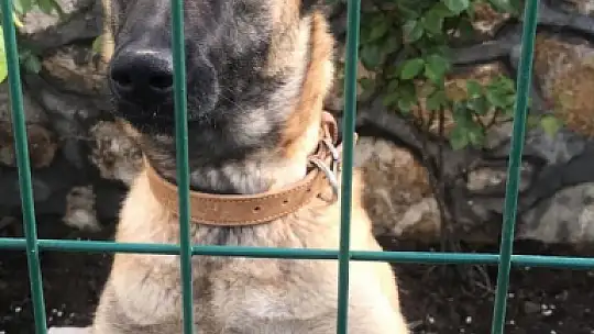 Kaybolan köpeğini bulana 10 bin lira ödül verecek