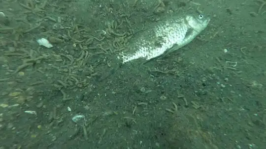 Keban Baraj Gölü'ndeki kirlilik su altı kamerası ile görüntülendi