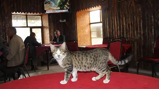 Kedi kahvehanenin maskotu oldu