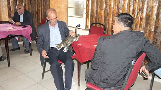 Kedi kahvehanenin maskotu oldu