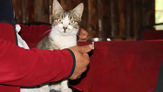 Kedi kahvehanenin maskotu oldu