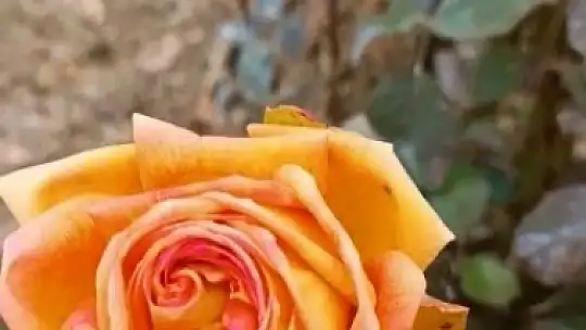 Kış ortasında güller açtı, vatandaşlar şaşırdı