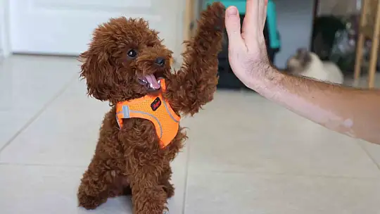 Köpek ile kedinin dostluğu görenleri hayretler içerisinde bırakıyor