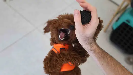 Köpek ile kedinin dostluğu görenleri hayretler içerisinde bırakıyor