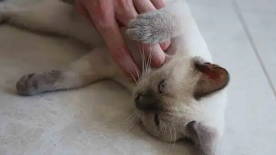 Köpek ile kedinin dostluğu görenleri hayretler içerisinde bırakıyor