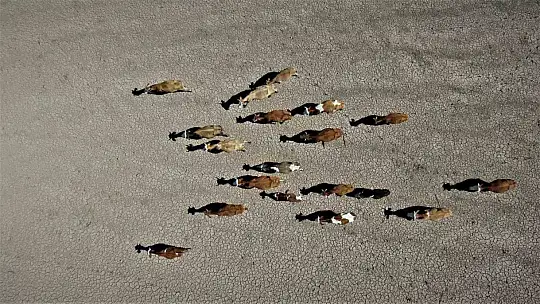 Kuraklığın vurduğu baraj yağışlarla birlikte yeniden canlandı
