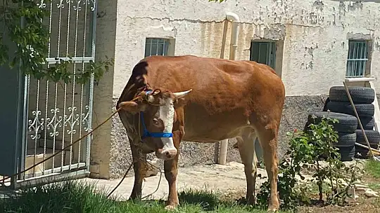 Kurban Bayramının ilk 'kaçağı' Elazığ'dan: Kurbanlık inek sahibinin omurgasını kırıp kaçtı
