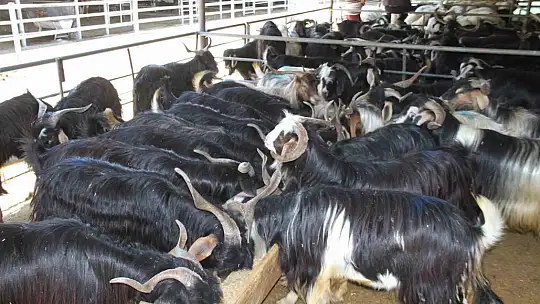Kurbanlık satıcıları dört gözle arife ve bayramı bekliyor