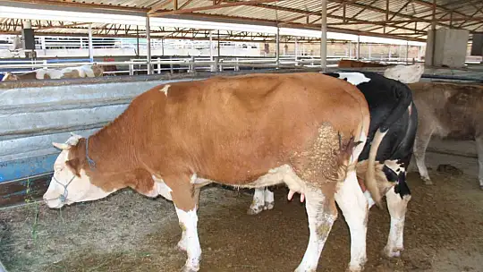 Kurbanlık satıcıları dört gözle arife ve bayramı bekliyor